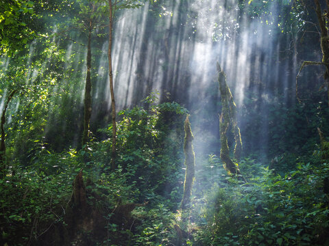 Sunbeams shining through dense rainforest canopy, copy space