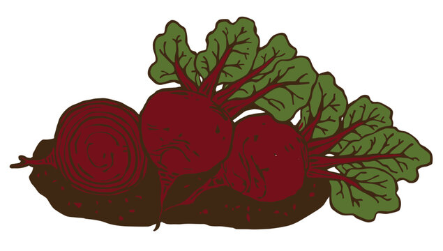Stylized hand drawn illustration of red beetroots with green leaves isolated on a white background, ideal for organic food branding and culinary marketing.