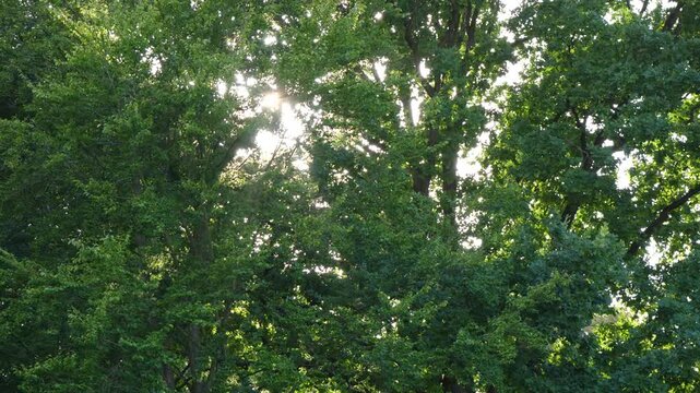 Die Sonne will durch