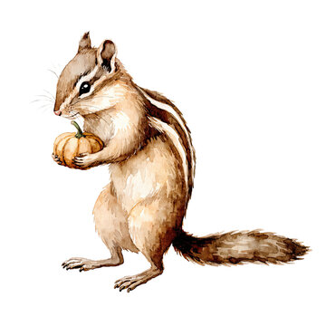 Watercolor chipmunk holding a pumpkin on a transparent background for autumn design and seasonal decoration