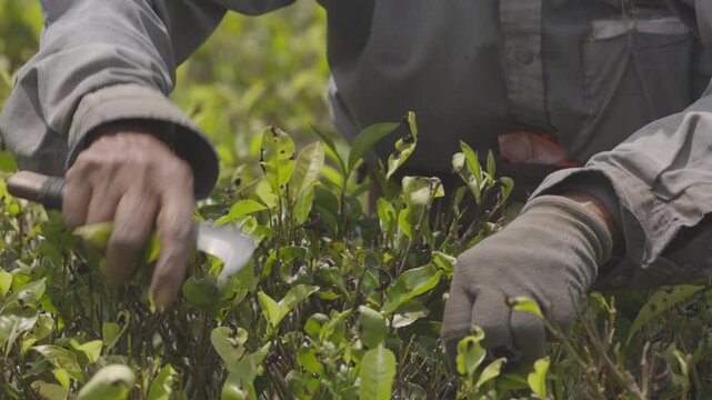Female tea picker harvesting fresh tea leaves on a verdant plantation in Sri Lanka countryside in slow motion, traditional agriculture, manual harvesting process. ProRes 422 10 bit C-LOG video..