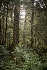 Obraz premium Sunlight rays filtering through trees onto forest floor in Alaska