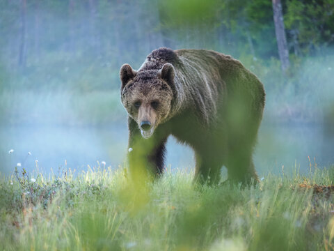 Brown Bear (Ursus arctos) Prowling in Misty Taiga Forest copy space