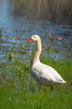 cisne coscoroba
