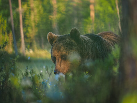 Brown bear (Ursus arctos) foraging in taiga forest, copy space