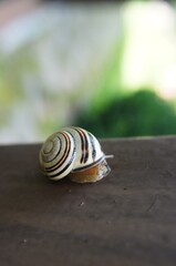 Striped snail shell on wooden surface. A garden snail with brown and white spiral shell crawls across dark wood. Soft green background creates natural macro photography. © nina blez