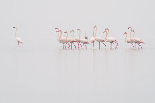 Flamingo Flock (Phoenicopterus roseus) in Fog, copy space