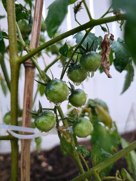 green tomatoes on a tree