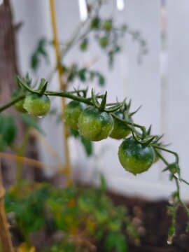 green tomato plant