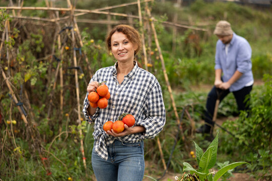 Portrait of happy woman picking ripe red tomatoes. Concept of food self-sufficiency