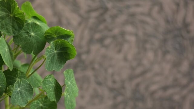 Fresh green nasturtium microgreens with round variegated leaves growing on long stems. 