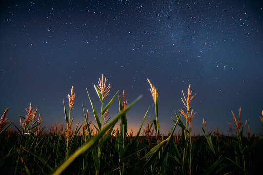 Night Starry Sky Above Green Maize Corn Field Plantation In Summer Agricultural Season. Night Stars Above Countryside Rural Landscape In August Month