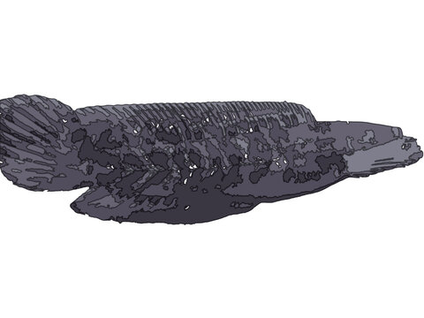 Vector illustration of a snakehead fish&nbsp;