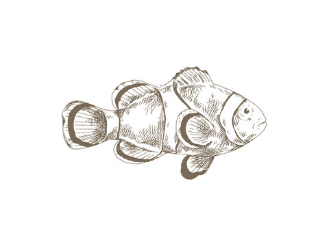 Hand Drawn Clownfish Illustration, Vintage Engraving Style