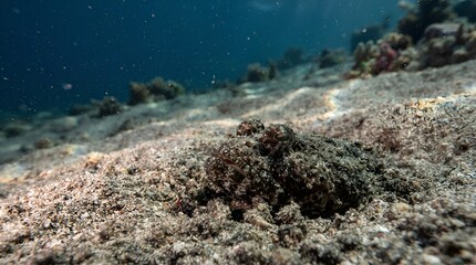 Fototapeta premium Camouflaged Octopus Hiding on Sandy Seabed Underwater.