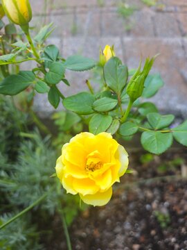 Yellow rose