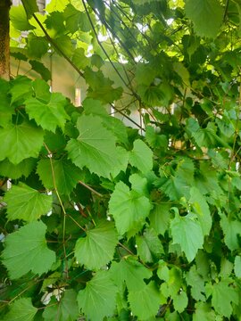 Grape leaves