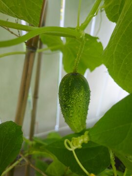 Cucumber