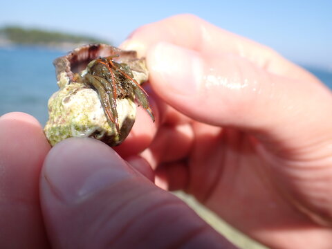 hermit crab in a shell on hand