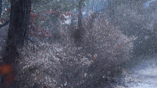 静寂な冬の森に舞い散る雪と枯れ木のスローモーション映像