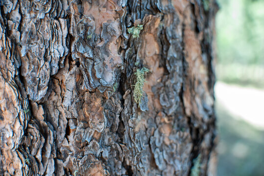 details of pine tree bark