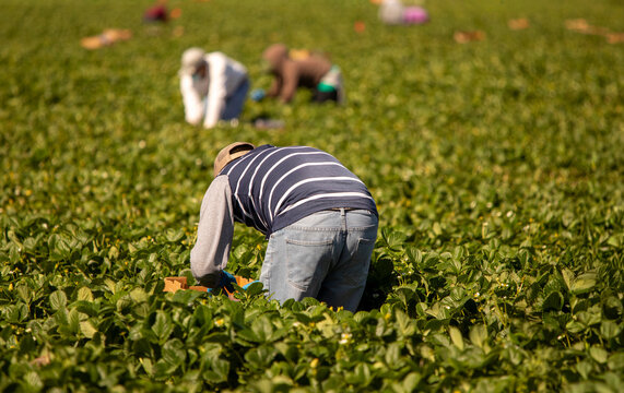 A male farm worker  in a field in a striped shirt with other workers in the background.