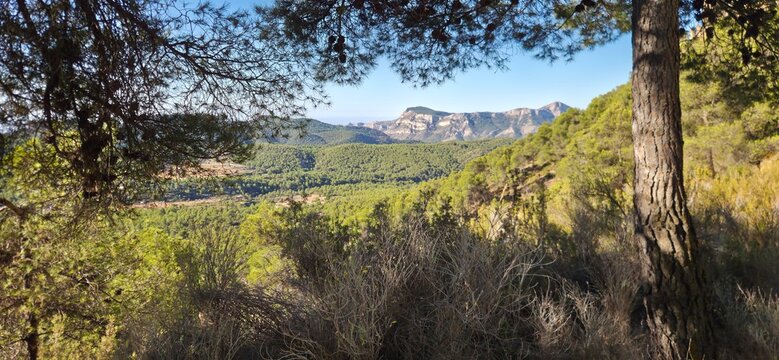Bosques de pinos mediterr&aacute;neos