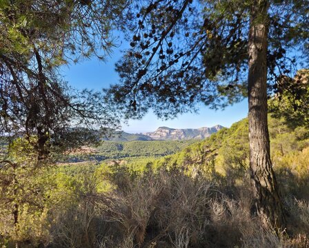 Bosques de pinos mediterr&aacute;neos