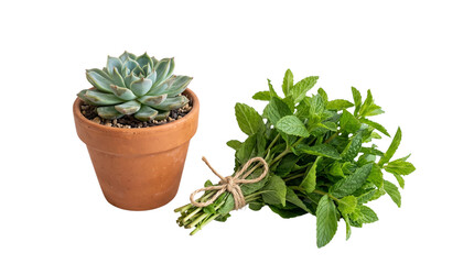 Fototapeta premium Potted succulent in terracotta clay pot, fresh green mint herb bundle with twine, organic gardening and home decor plants on white