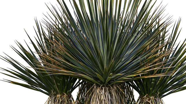 Isolated spiky yucca plants with long pointed green and brown leaves, hardy desert vegetation.