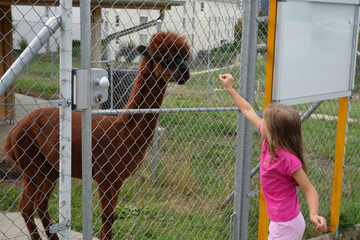 The child feeds the llama through the cage. © Iryna