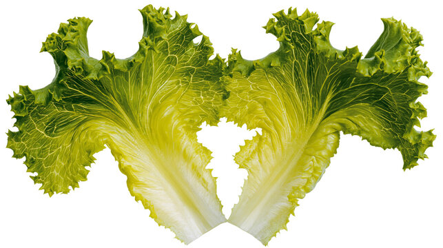 Isolated fresh green lettuce leaves showing vibrant texture and natural ruffles for healthy eating