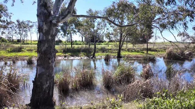 Natural riparian ecosystem along Laverton Creek featuring native eucalyptus gum trees, shallow water, and wetland reeds in Altona Meadows, Melbourne, Victoria, Australia.