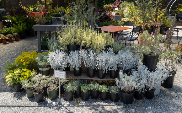 nursery display-An outdoor garden nursery displays a rich assortment of potted silver foliage plants and green shrubs on wooden shelves.