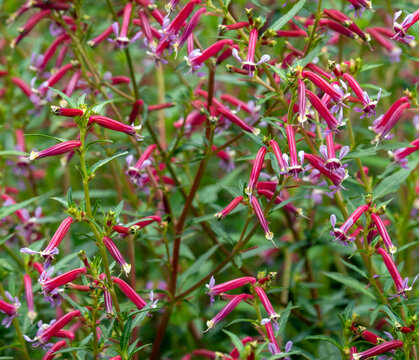 golden gate park flower-A vibrant patch of tubular pink-and-purple flowers blooms densely among green foliage.