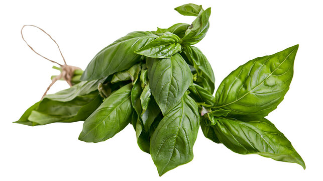 Isolated fresh green basil leaves bunch tied with natural twine, aromatic culinary cooking herb.