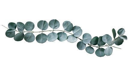Isolated elegant eucalyptus sprig with fresh blue-green leaves, natural botanical decoration © Saoirse