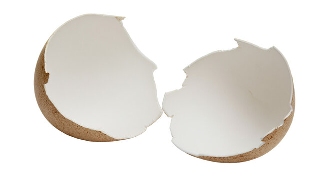 Isolated empty broken chicken eggshell halves, natural food ingredient, delicate studio shot.