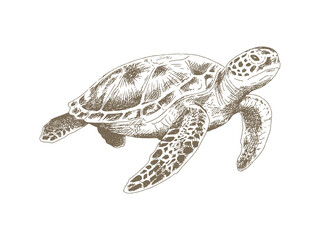 Obraz premium Hand Drawn Sea Turtle Illustration, Vintage Engraving Style