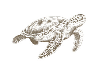Fototapeta premium Hand Drawn Sea Turtle Illustration, Vintage Engraving Style