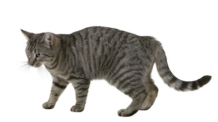 Isolated short tail tabby cat walking, domestic feline pet animal, natural predatory pose © Conor