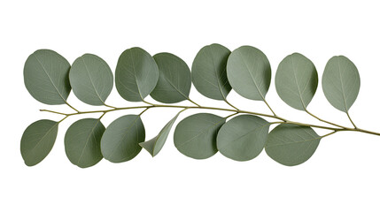 Isolated fresh eucalyptus branch with round blue-green leaves, natural design element © Conor
