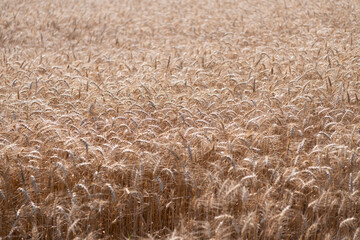 Obraz premium Wheat grain on the spikelet at the field. Ears of rye crop. Agriculture business and harvest. Landscape with field of ripe rye in summer. Agriculture barley or rye field. Summer nature