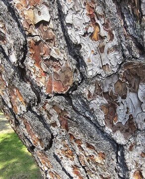 Detailed pine tree bark texture with natural layered patterns