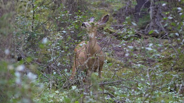 Wild female mule deer feeding on leaves in the green forest in Banff National Park.