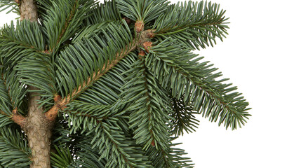 Isolated realistic artificial Christmas tree branch with green needles and brown bark texture © Francisco
