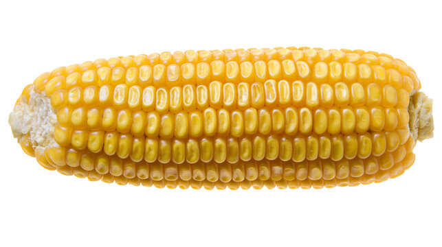 Isolated fresh yellow sweetcorn cob with delicious golden kernels and identifying D (876) code