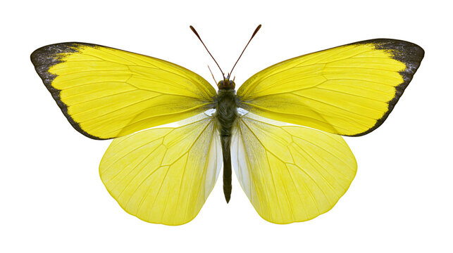 Isolated vibrant yellow butterfly with dark-tipped forewings, delicate antennae, wings spread wide