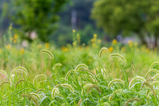 Close up view of fresh green foxtail grass growing along a peaceful riverbank with soft blurred background in summer.