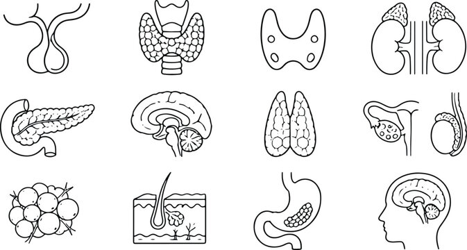 Endocrine System Organs and Human Anatomy Line Art Icons